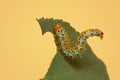 young Caterpillar feeding on rose plant leaf Royalty Free Stock Photo