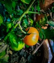 Close up shot of young cherry tomatoes grown in a pot Royalty Free Stock Photo