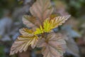 Close up shot of young colorful leaves on plant