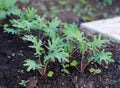 Close-up shot of young Kale plants growing in a vegetable garden