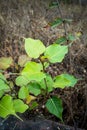 A close up shot of a young sacred fig, Ficus religiosa plant growing in the wild in India. It is also known as the bodhi tree Royalty Free Stock Photo