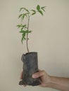 Young Seedling of Neem Azadirachta indica in Black Poly Pot on Single Hand for Planting on Site Royalty Free Stock Photo