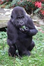 Close up shot of a young western Lowland Gorilla Royalty Free Stock Photo