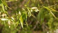 Close-up shot of a young willow in April