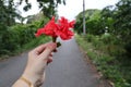 Close-up shot of young woman& x27;s hand holding red hibiscus flower blossom in forest road background Royalty Free Stock Photo