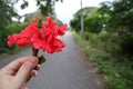 Close-up shot of young woman& x27;s hand holding red hibiscus flower blossom in forest road background Royalty Free Stock Photo