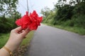 Close-up shot of young woman& x27;s hand holding red hibiscus flower blossom in forest road background Royalty Free Stock Photo