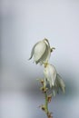 Close up shot of Yucca plant flower Royalty Free Stock Photo