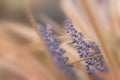 Close up shot of Yucca plant flowers