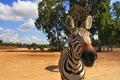 Close-up shot of zebra.