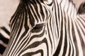 close up shot of zebra muzzle on blurred background Royalty Free Stock Photo