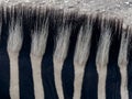 Close up shot of zebra skin Royalty Free Stock Photo