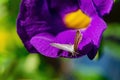 Close up shot of a Zizina labradus butterfly on a Ipomoea nil flower