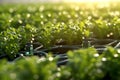 Close-up shots of advanced irrigation systems, such as drip irrigation or sprinklers, demonstrating water conservation and