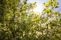 Close-up shots of beautiful cherry blossoms in spring time. Backlit photograph Royalty Free Stock Photo