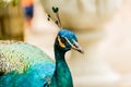 Close up shots of a Beautiful Male Peacock. Royalty Free Stock Photo