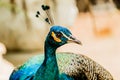 Close up shots of a Beautiful Male Peacock. Royalty Free Stock Photo