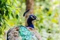 Close up shots of a Beautiful Male Peacock. Royalty Free Stock Photo