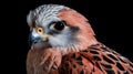 Close-up Shots Of An Orange-brown Falcon In Renaissance Chiaroscuro Style