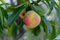 Close up shots of peach with leaves. selective focus with blurred background Royalty Free Stock Photo