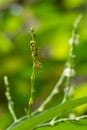 Close-up shots of small red ants are climbing on the top of the tree. On the background, green nature, refreshing Royalty Free Stock Photo