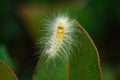 Close-up shots of white worms on the leaves Royalty Free Stock Photo