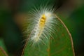 Close-up shots of white worms on the leaves Royalty Free Stock Photo