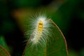 Close-up shots of white worms on the leaves Royalty Free Stock Photo