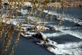 Close-up shots of willow branches in winter.