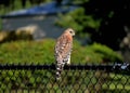 Red shouldered hawk Buteo lineatus