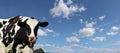 Black and white speckled cow face with pretty blue sky Royalty Free Stock Photo