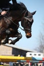 Close up of show jumping horse