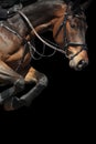 Close up of show jumping horse isolated on black