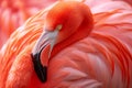 A close-up showcases the fiery hues of a flamingo's feathers, a testament to nature's artistry