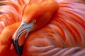 A close-up showcases the fiery hues of a flamingo& x27;s feathers, a testament to nature& x27;s artistry