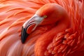 A close-up showcases the fiery hues of a flamingo's feathers, a testament to nature's artistry