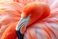 A close-up showcases the fiery hues of a flamingo's feathers, a testament to nature's artistry