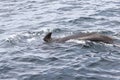 Close-up of pilot whale\'s powerful back as it breaks the Norwegian Sea surface