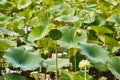 Close up of shower head like seed head of Nelumbo lutea, American Lotus flower in a sea of lilypads Royalty Free Stock Photo
