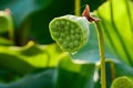 Close up of shower head like seed head of Nelumbo lutea, American Lotus flower in a sea of lilypads