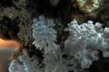 Close up showing the intricate detail of coral in the Red Sea