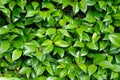 Close up showing shiny leaves on a hedge.