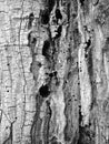 Background texture of old tree bark