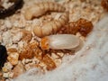 Close-up shows mealworms and pupae on substrate Royalty Free Stock Photo