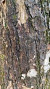 Close-up texture of tree bark with natural patterns and rough surface. Royalty Free Stock Photo