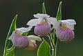 Showy Lady Slippers Adorned with Dew Royalty Free Stock Photo