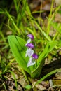 Close up Showy Skullcap Wildflowers