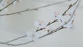 Showy White Flowers In Early Spring. Cherry Plum And Myrobalan Plum Branch With Flowers And Leaves.