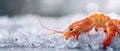 Close Up of Shrimp on Ice on Table