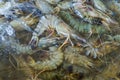 Close-up of shrimps on ice for coking. Selective focus Royalty Free Stock Photo